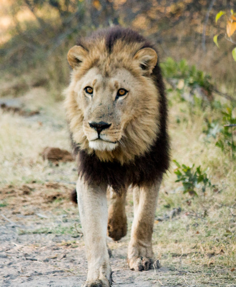 Lion in Botswana