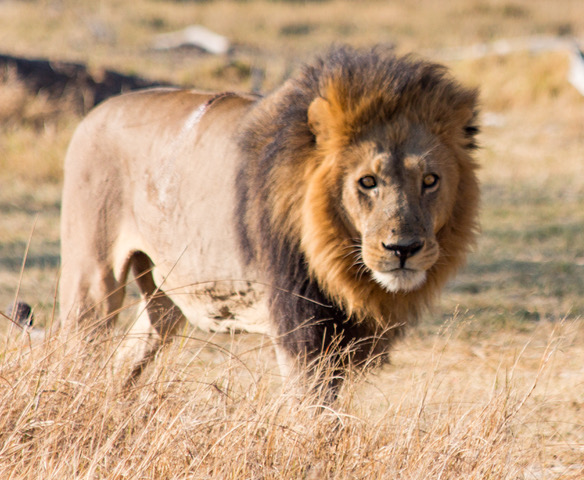 Lion in Botswana