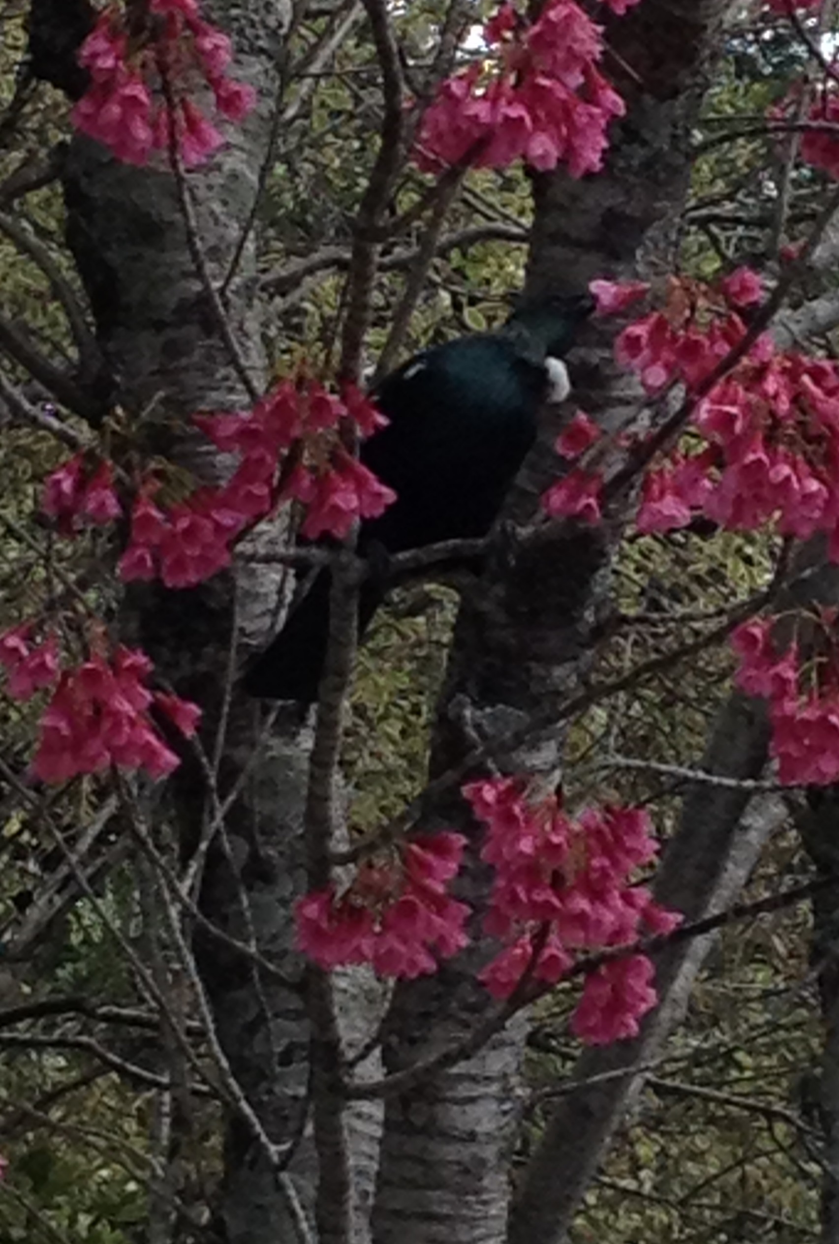 Tui in the Tree