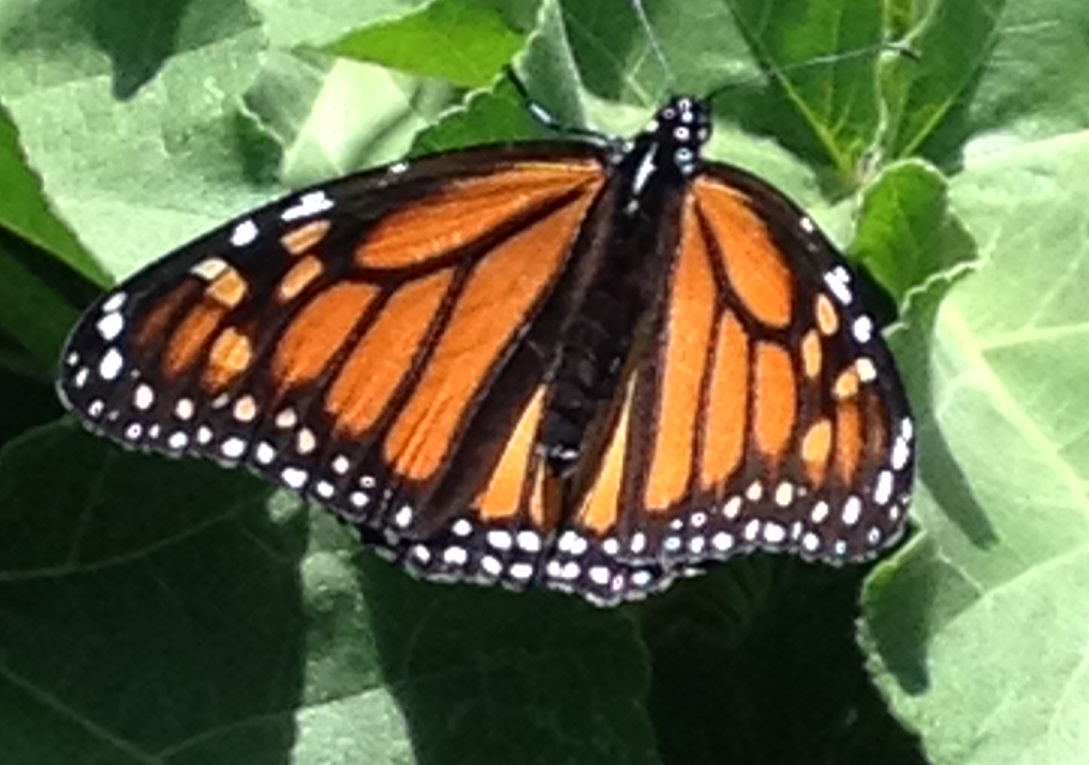 Read more about the article Monarch Butterfly