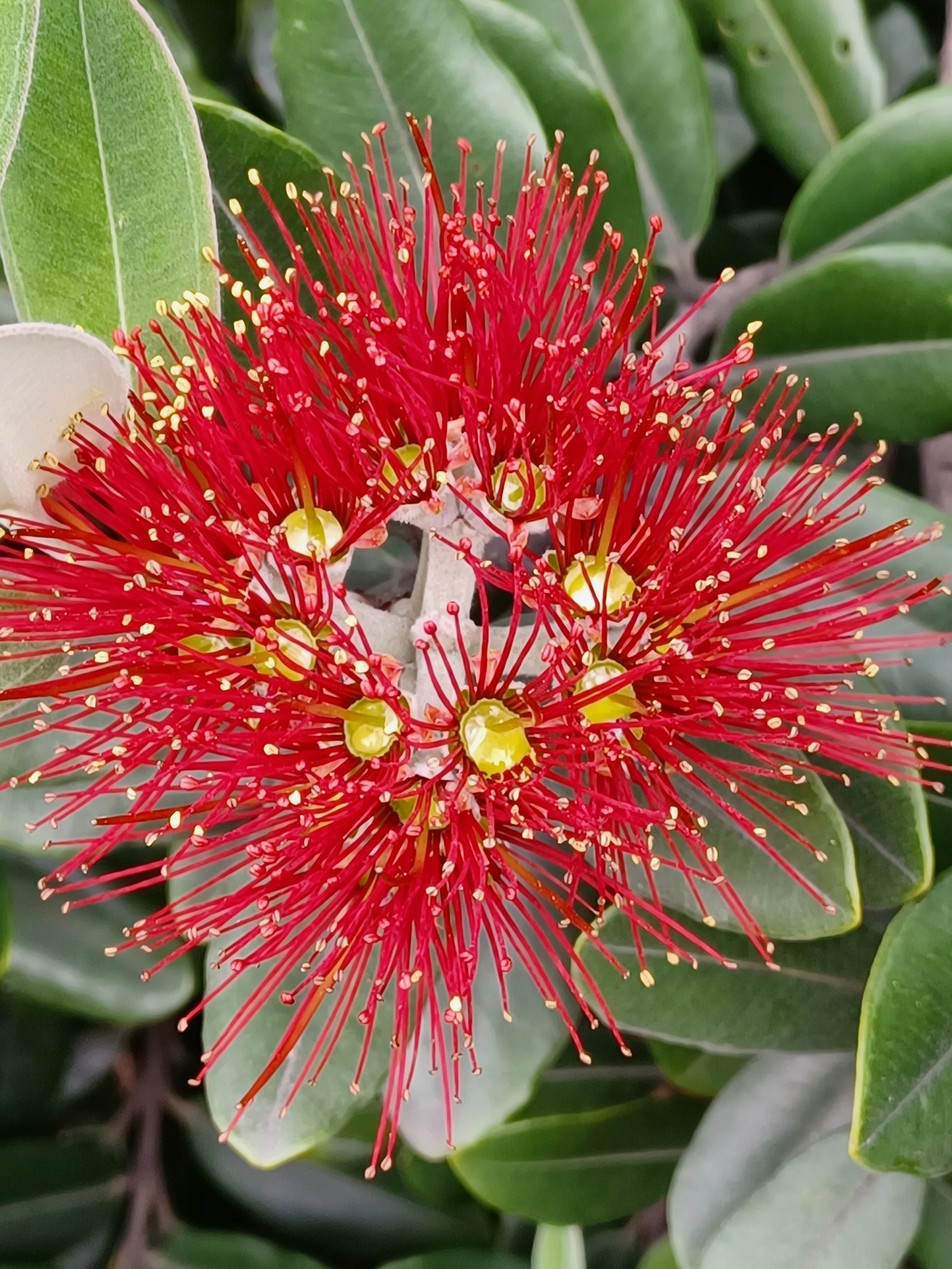 Read more about the article Pohutukawa