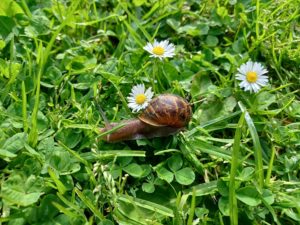 Read more about the article Why did God create snails?