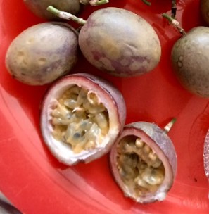 Read more about the article Passion Fruit