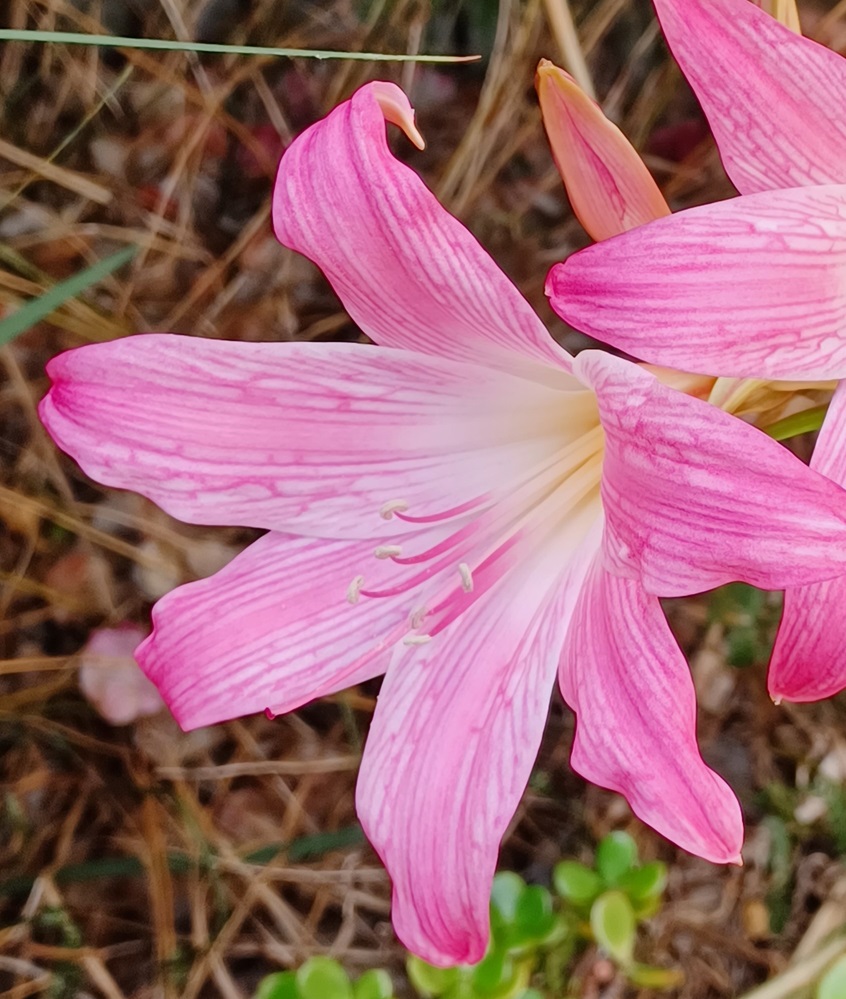 Read more about the article Laetare Sunday