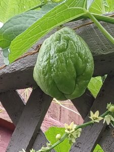 Read more about the article Good Fruit