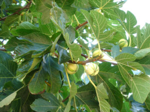 Read more about the article The Fig Tree