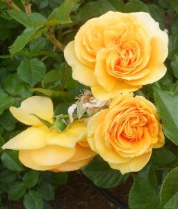 Read more about the article The Futility of Life