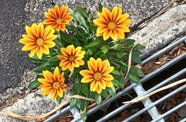 Read more about the article Quote of the Day