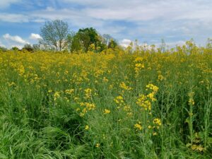 Read more about the article The Mustard Seed