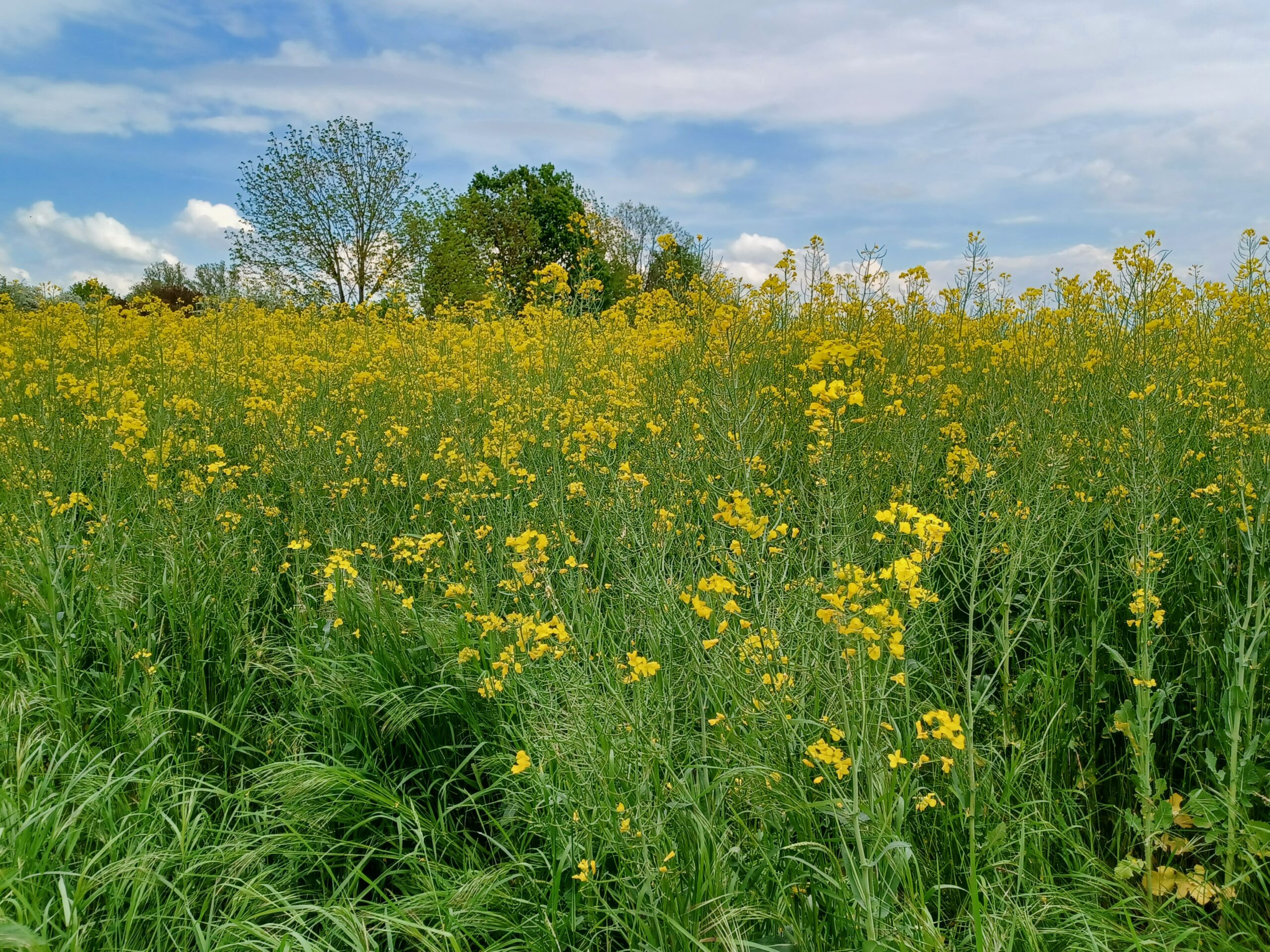 Read more about the article The Mustard Seed