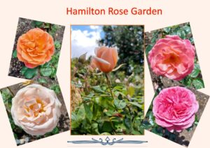 Read more about the article Roses