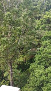 Read more about the article Majestic Kauri Trees