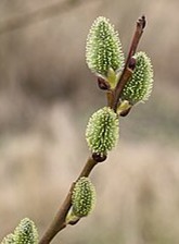 Read more about the article Palms for Palm Sunday