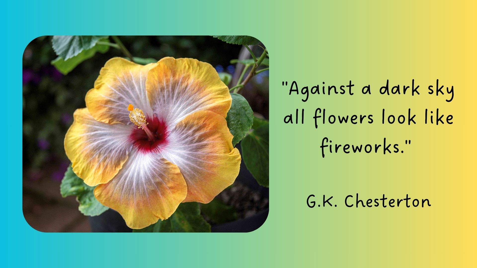 Read more about the article Quote of the Day