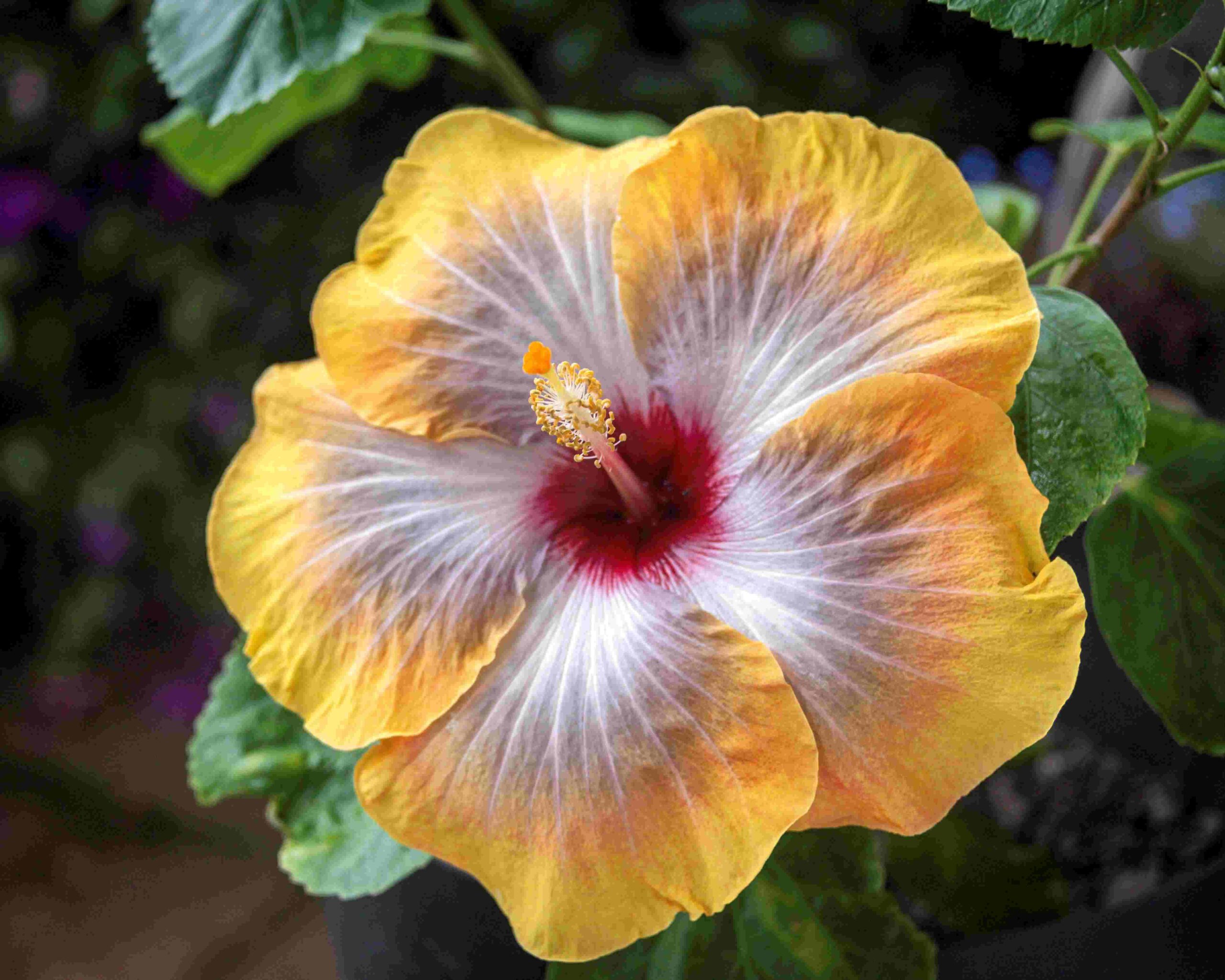 Read more about the article Hibiscus Flower