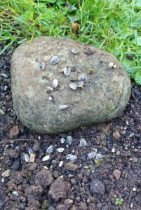 Read more about the article The Seed & the Word