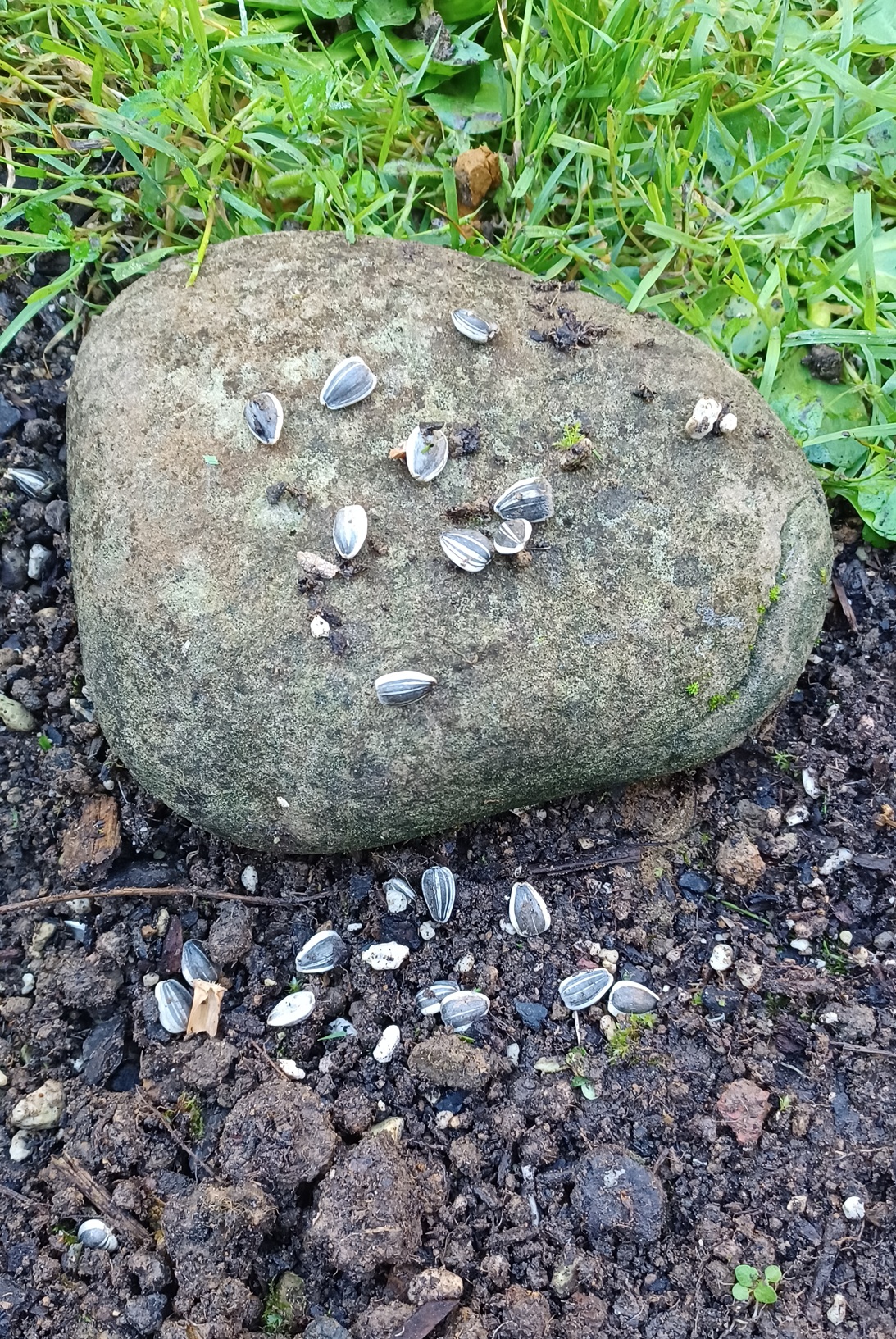 Read more about the article The Seed & the Word